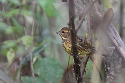 アオジ♀20201203平塚（撮影　岡根武彦）