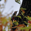 アカゲラ♂20201126平塚（撮影　岡根武彦）