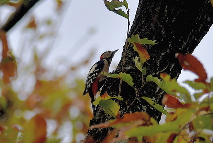 アカゲラ♂20201126平塚（撮影　岡根武彦）