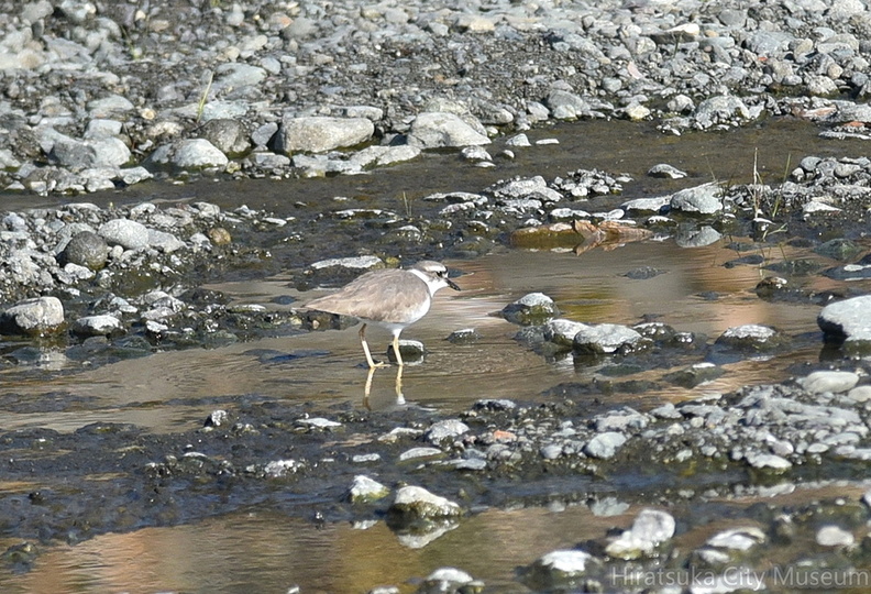 イカルチドリ20201222平塚（撮影　岡根武彦）.jpg
