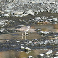 イカルチドリ20201222平塚（撮影　岡根武彦）