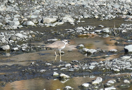 イカルチドリ20201222平塚（撮影　岡根武彦）