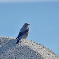 イソヒヨドリ♀20201206照ヶ崎（撮影　岡根武彦）