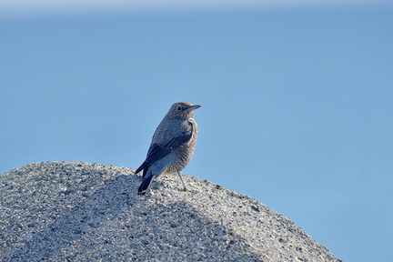 イソヒヨドリ♀20201206照ヶ崎（撮影　岡根武彦）