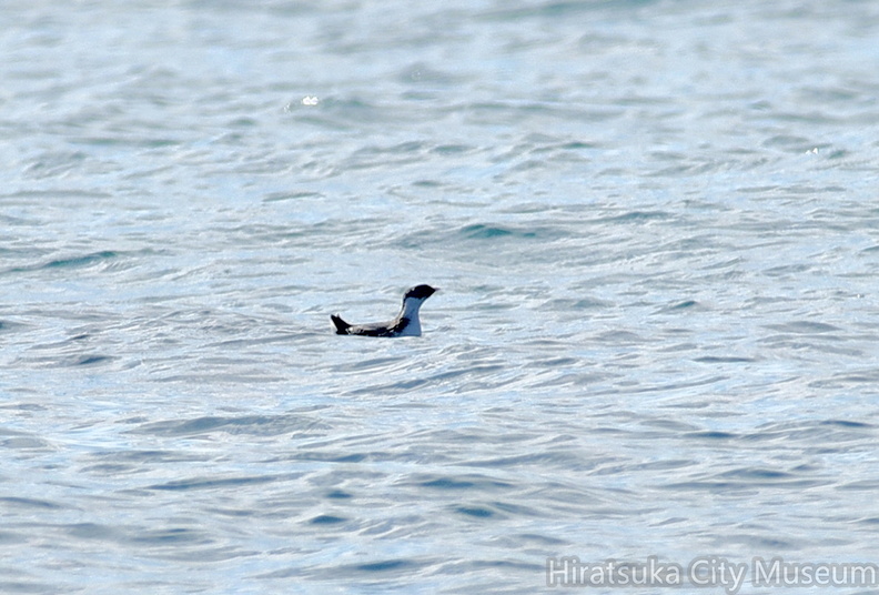 ウミスズメ20201206照ヶ崎（撮影　岡根武彦）.jpg