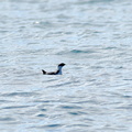 ウミスズメ20201206照ヶ崎（撮影　岡根武彦）
