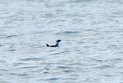 ウミスズメ20201206照ヶ崎（撮影　岡根武彦）