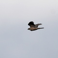 オオタカ若鳥20201126平塚（撮影　岡根武彦）