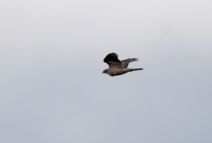 オオタカ若鳥20201126平塚（撮影　岡根武彦）