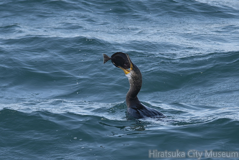 ヒラメを食べるウミウ03_20201214照ヶ崎（撮影　岡根武彦）.jpg
