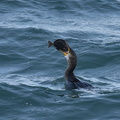 ヒラメを食べるウミウ03 20201214照ヶ崎（撮影　岡根武彦）