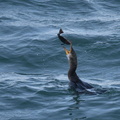 ヒラメを食べるウミウ02 20201214照ヶ崎（撮影　岡根武彦）