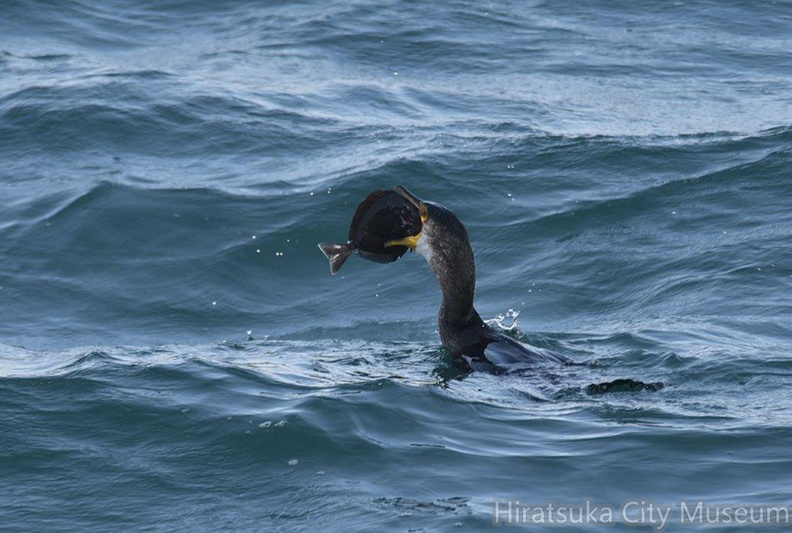 ヒラメを食べるウミウ04_20201214照ヶ崎（撮影　岡根武彦）.jpg