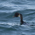 ヒラメを食べるウミウ04 20201214照ヶ崎（撮影　岡根武彦）