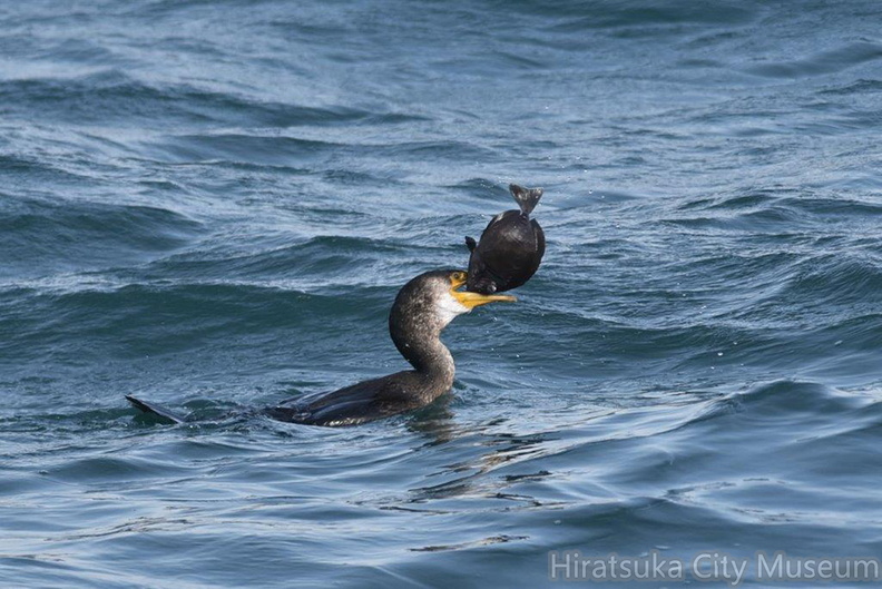 ヒラメを食べるウミウ07_20201214照ヶ崎（撮影　岡根武彦）.jpg