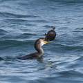 ヒラメを食べるウミウ07 20201214照ヶ崎（撮影　岡根武彦）