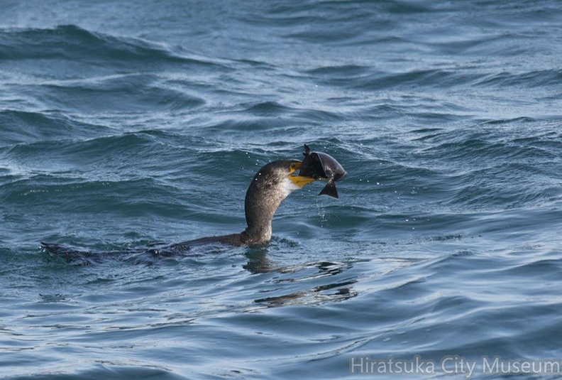ヒラメを食べるウミウ08_20201214照ヶ崎（撮影　岡根武彦）.jpg