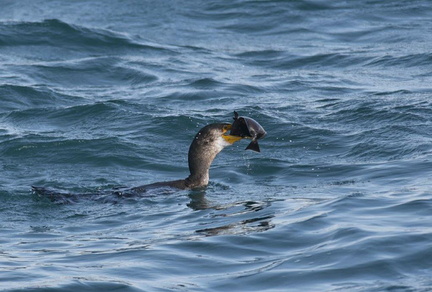 ヒラメを食べるウミウ08 20201214照ヶ崎（撮影　岡根武彦）