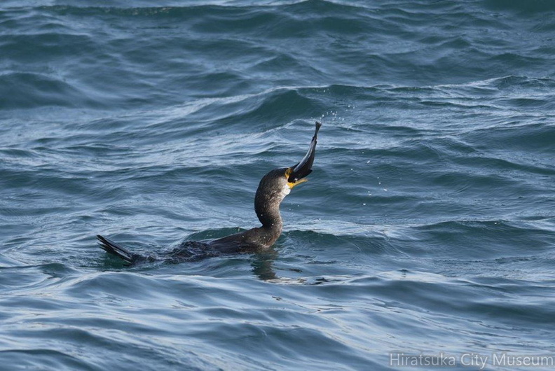 ヒラメを食べるウミウ09_20201214照ヶ崎（撮影　岡根武彦）.jpg