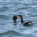 ヒラメを食べるウミウ10 20201214照ヶ崎（撮影　岡根武彦）
