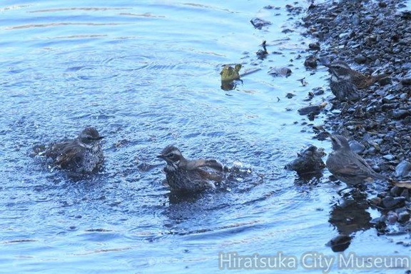 ツグミの水浴び2020.12.23綾瀬（撮影　鈴木真由美）