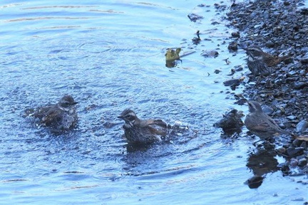 ツグミの水浴び2020.12.23綾瀬（撮影　鈴木真由美）