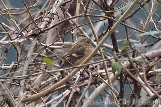 ベニマシコ♀2021.01.06清川（撮影　鈴木真由美）.jpg