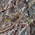 ベニマシコ♀2021.01.06清川（撮影　鈴木真由美）