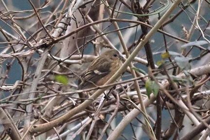ベニマシコ♀2021.01.06清川（撮影　鈴木真由美）
