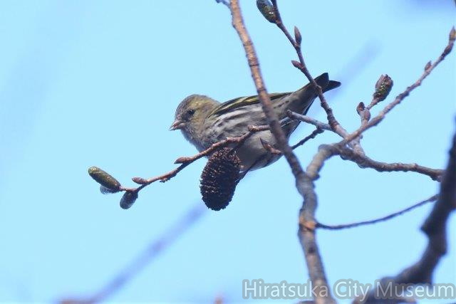 マヒワ♀2020.12.28伊勢原（撮影　鈴木真由美）.jpg