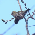 マヒワ♀2020.12.28伊勢原（撮影　鈴木真由美）