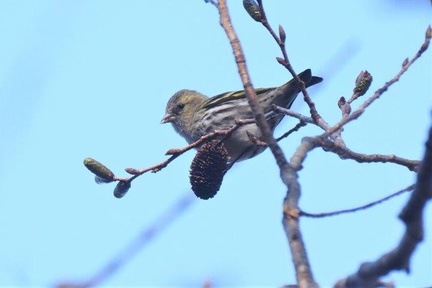 マヒワ♀2020.12.28伊勢原（撮影　鈴木真由美）