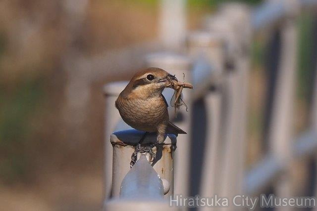 モズ♀2020.12.23綾瀬（撮影　鈴木真由美）.jpg