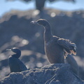 ヒメウ幼鳥2021.01.20大磯（撮影　岡根武彦）