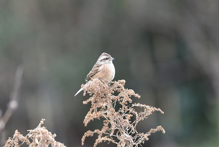 ホオジロ♀2021.01.11平塚（撮影　岡根武彦）