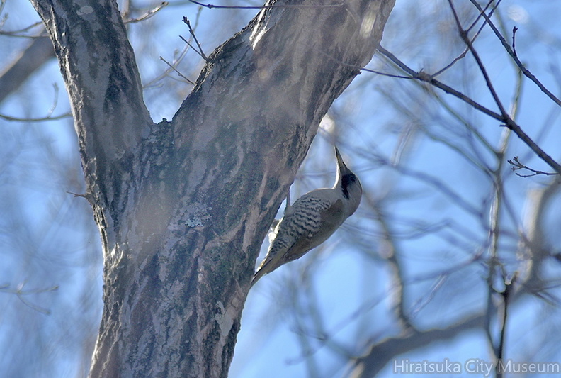 アオゲラ♂2021.01.19平塚（撮影　岡根武彦）.jpg