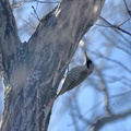 アオゲラ♂2021.01.19平塚（撮影　岡根武彦）