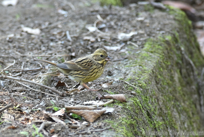 アオジ♀2021.01.22平塚（撮影　岡根武彦）.jpg