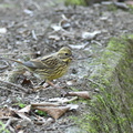 アオジ♀2021.01.22平塚（撮影　岡根武彦）