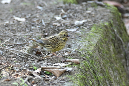 アオジ♀2021.01.22平塚（撮影　岡根武彦）