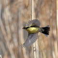 アオジ♂ 2021.01.13平塚（撮影　岡根武彦）