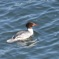 カワアイサ♀2021.01.13平塚（撮影　岡根武彦）