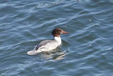 カワアイサ♀2021.01.13平塚（撮影　岡根武彦）