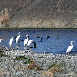 平塚と大磯の鳥とけもの（撮影　岡根武彦）