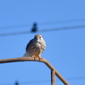チョウゲンボウ♀2021.01.09平塚（撮影　岡根武彦）