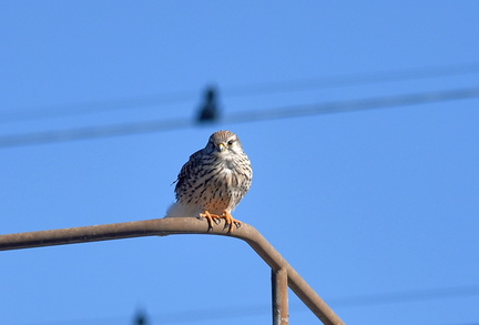 チョウゲンボウ♀2021.01.09平塚（撮影　岡根武彦）