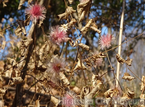 コウヤボウキの花痕2021.01.21平塚（撮影　松本富美江）.jpg