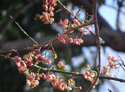 マユミの花痕2021.01.21平塚（撮影　松本富美江）