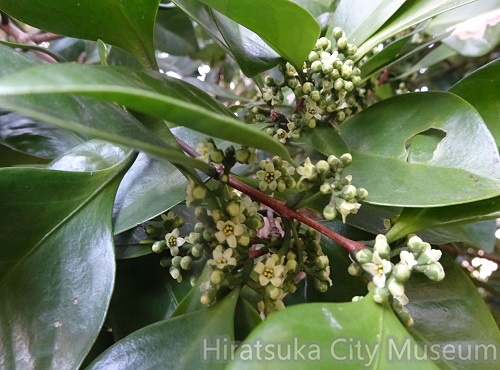 モクレイシの花2021.02.03平塚（撮影　松本富美江）.jpg