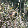 モズ♀2021.02.13平塚（撮影　岡根武彦）